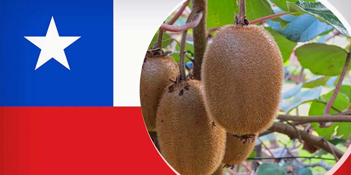 Kiwi cileno, positiva la prima parte della stagione 